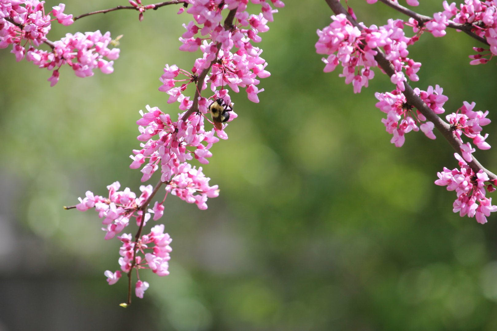 Two spotted bumble bee (Bombus bimaculatus)
