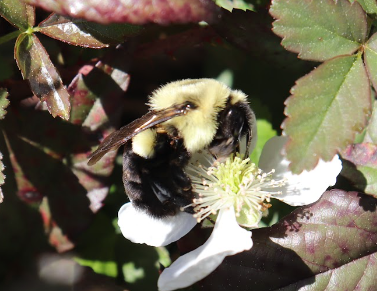 Two-Spotted Bumblebee (Bombus bimaculatus)