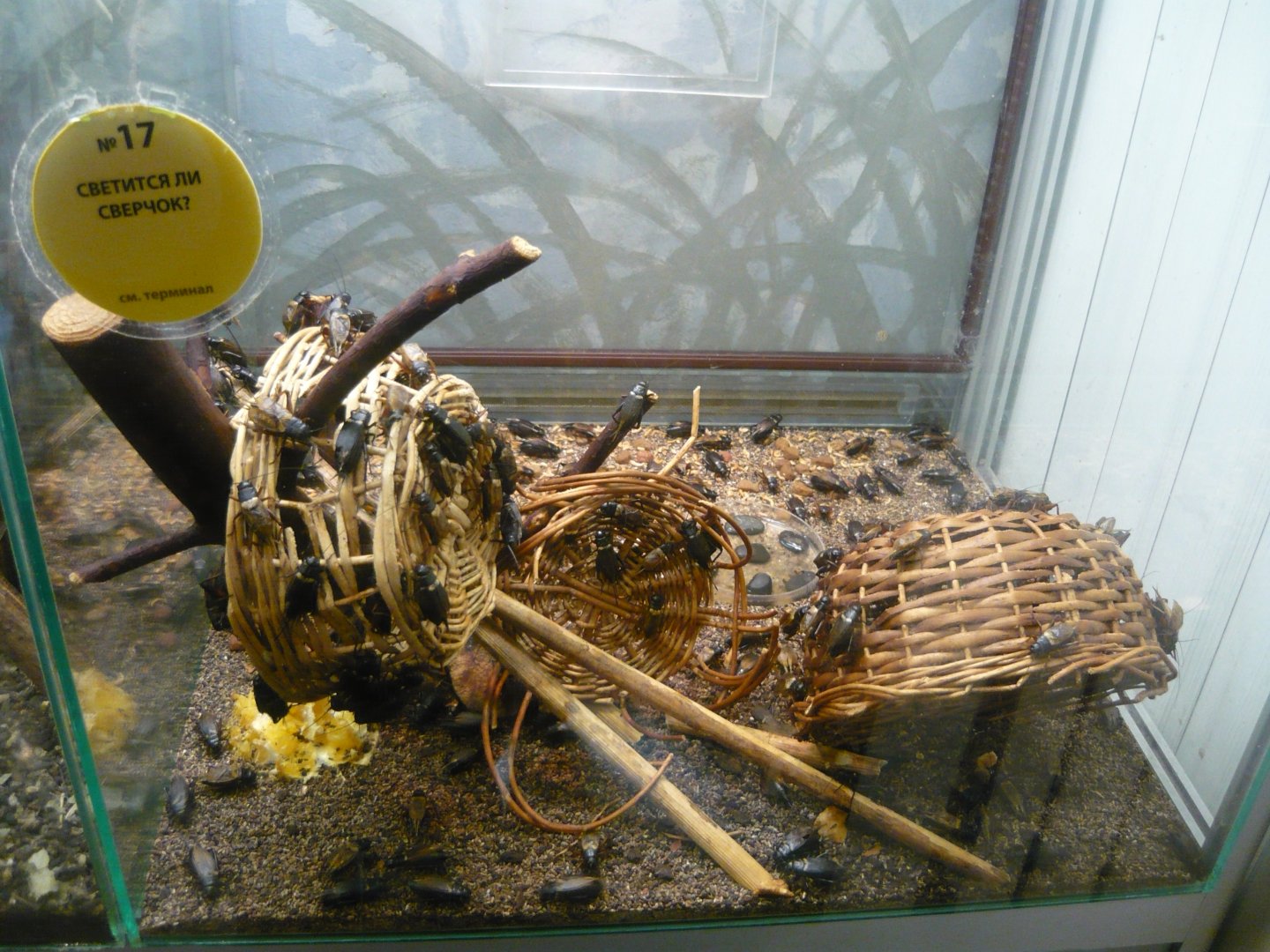 Two-spotted crickets (Gryllus bimaculatus)