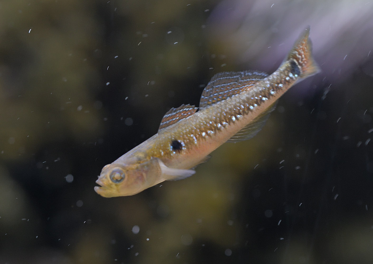 Two-spotted goby