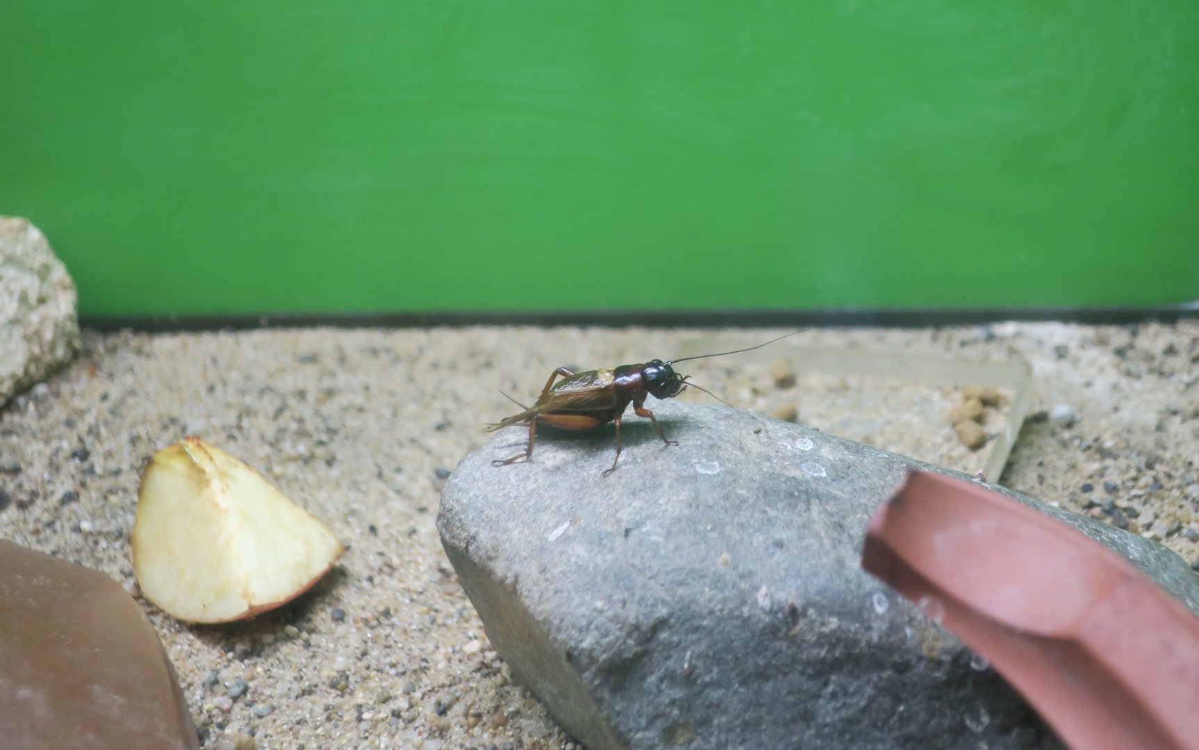 Two-Spotted House Cricket (Gryllus bimaculatus)