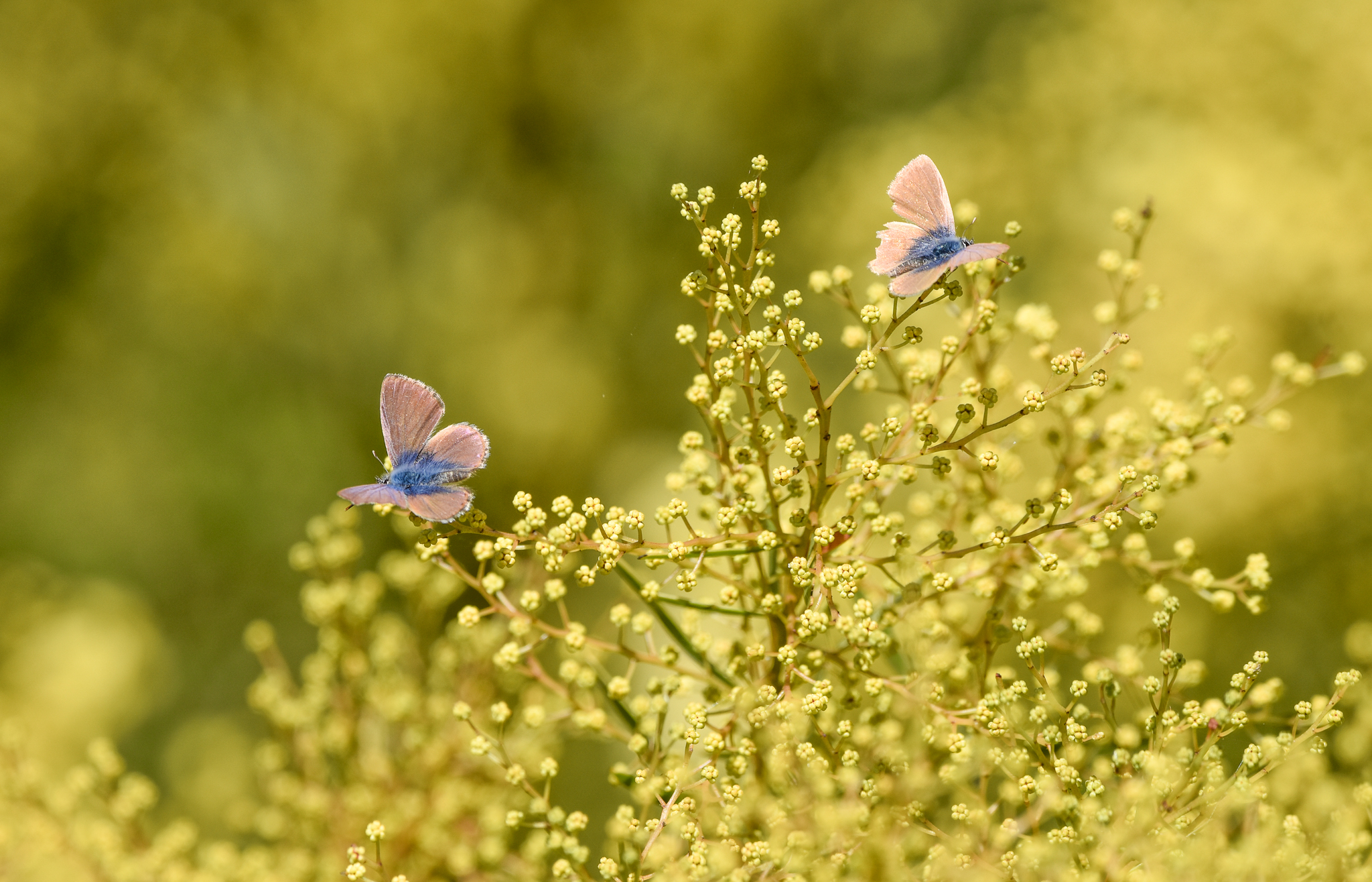 Two-spotted Line-Blues