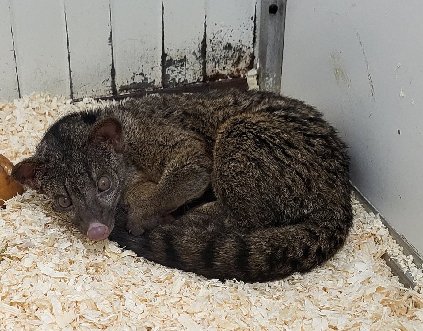 Two-spotted palm civet - Adult