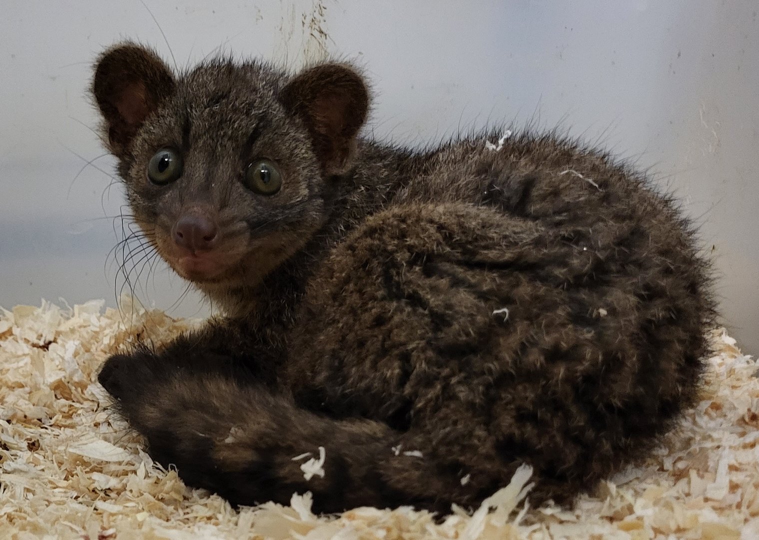 Two-spotted palm civet - Juvenile