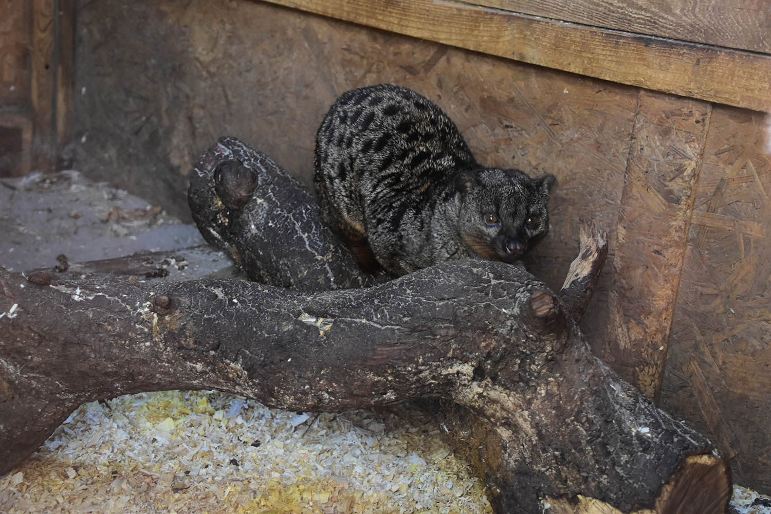 Two-spotted palm civet (Nandinia binotata)