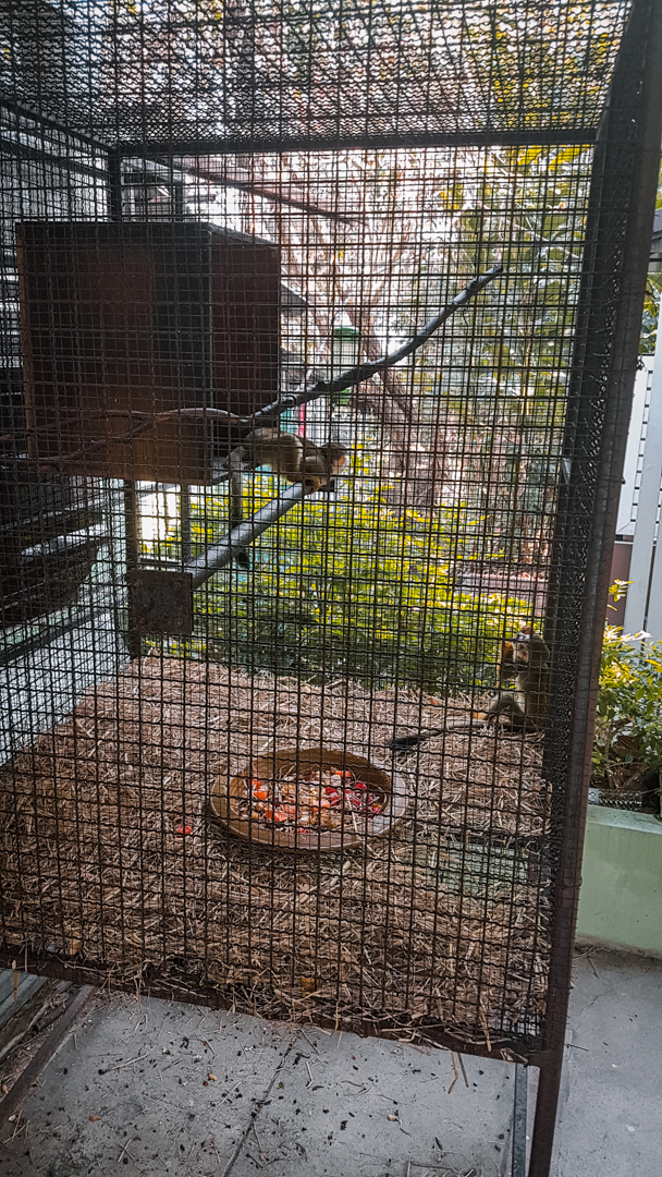 Two Squirrel Monkeys