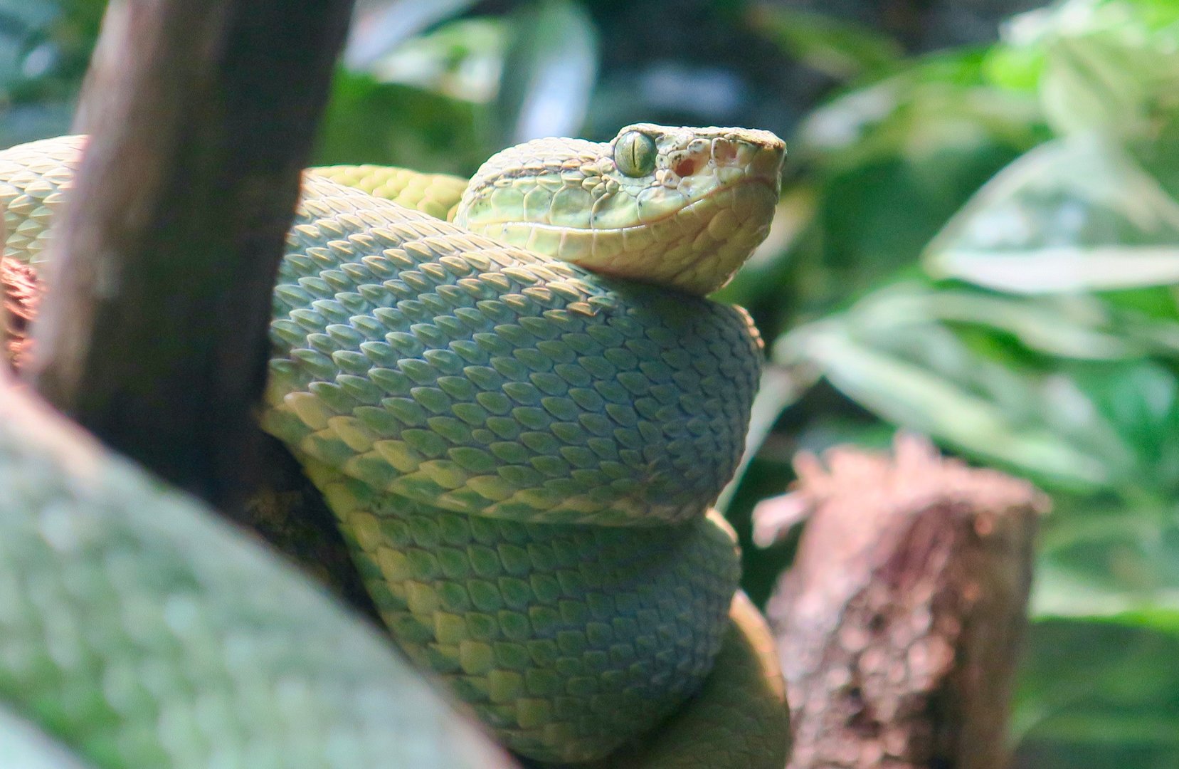 Two-Striped Forest Pit Viper (Bothrops bilineatus)