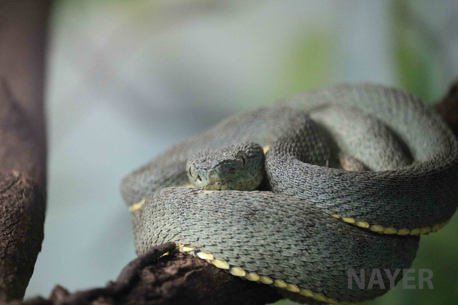 Two-striped forest pit viper - Instituto Butantan, March 2016
