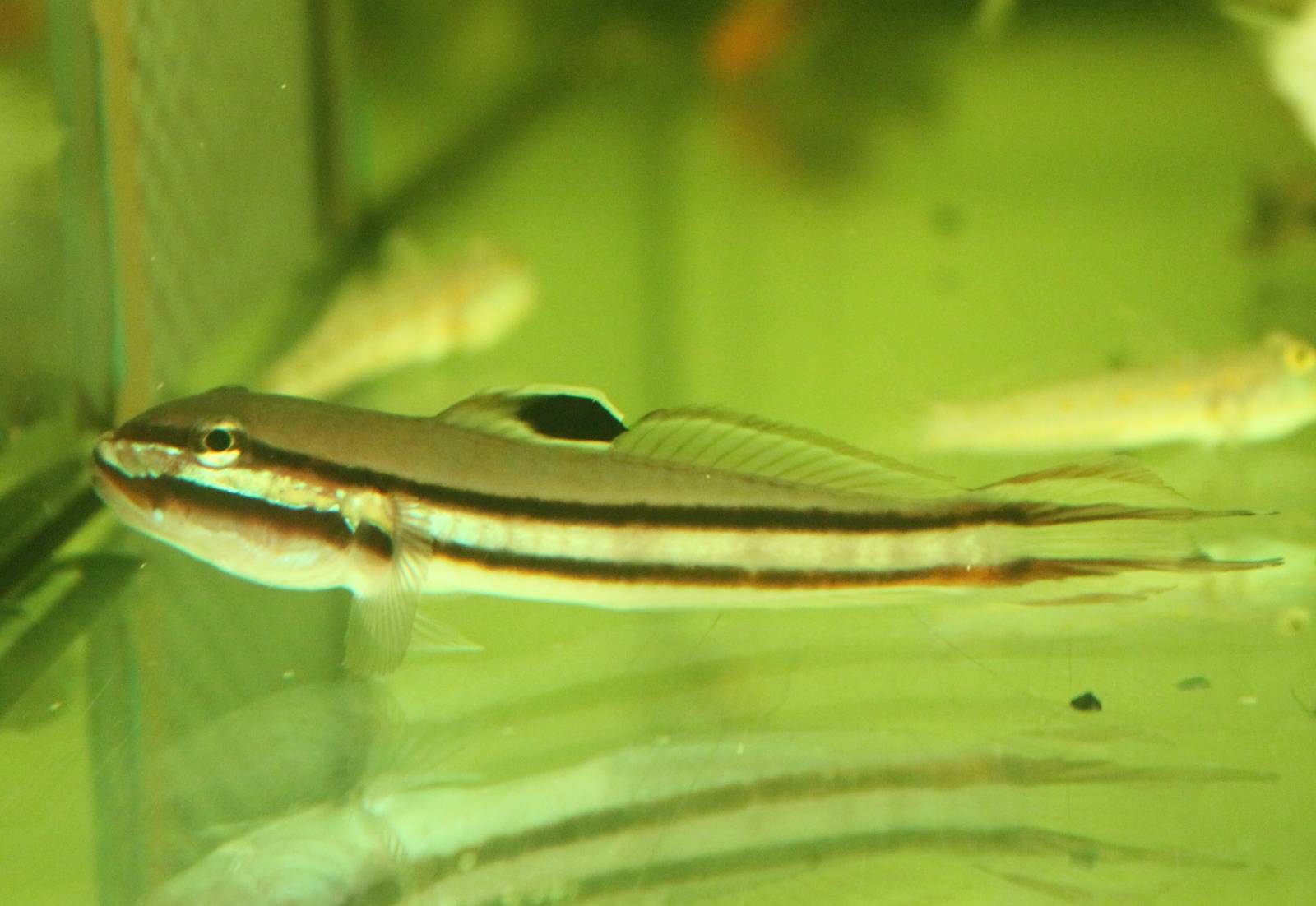 Two-striped goby
