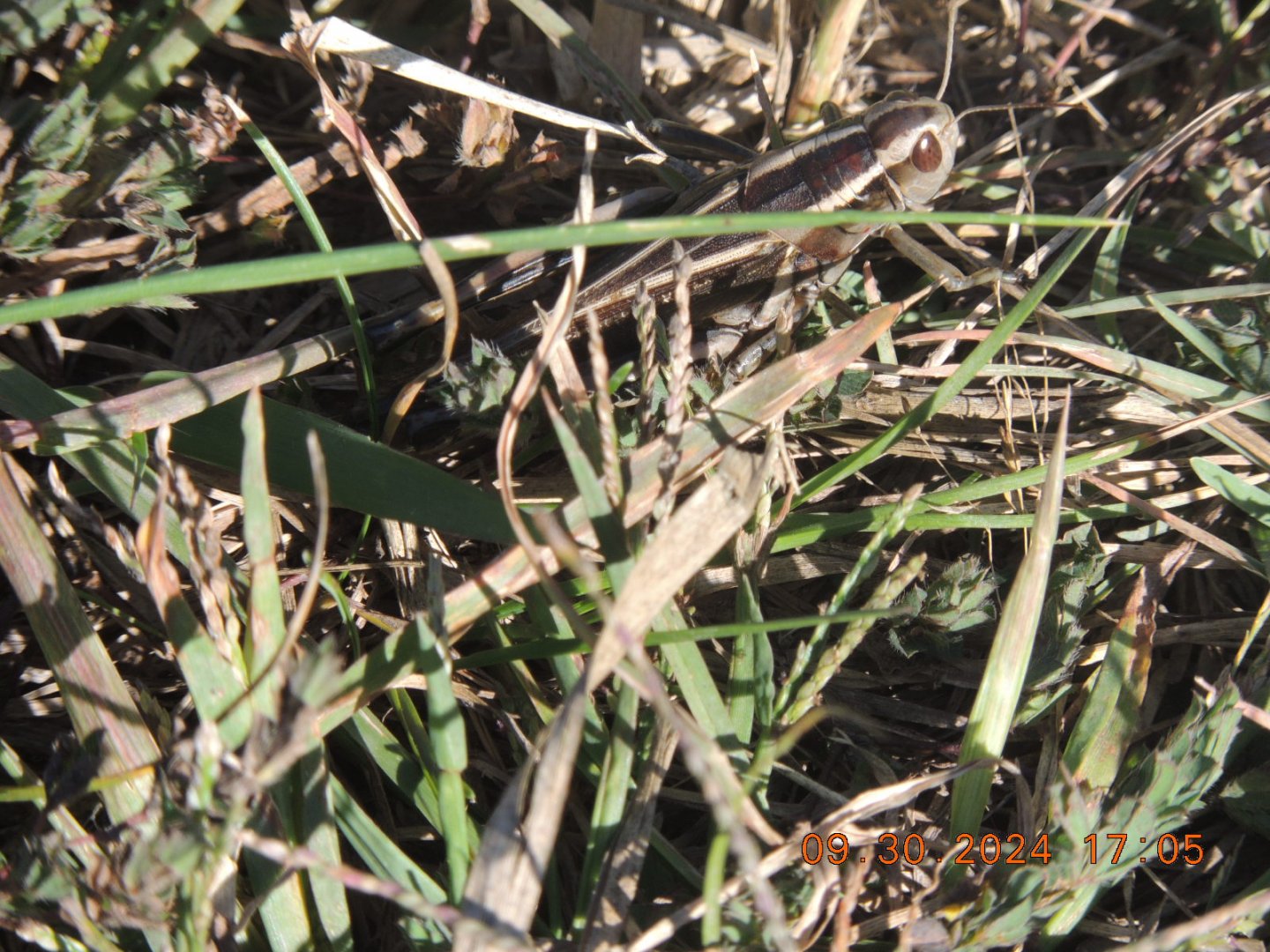two striped grasshopper