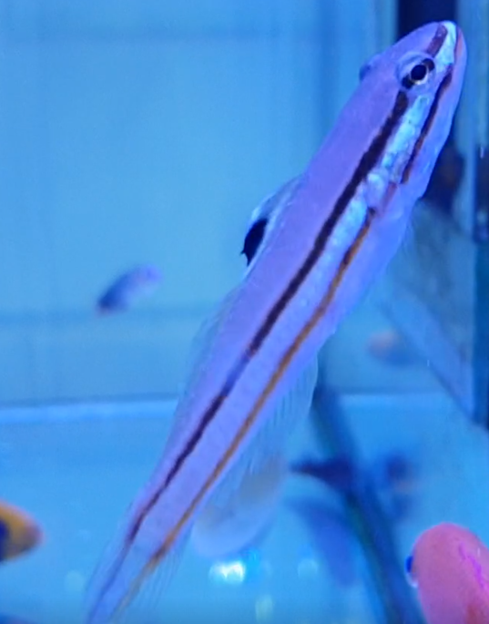 Two-striped sand-eater - Valenciennea helsdingenii