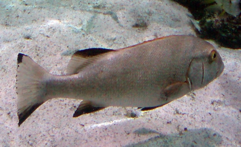 Two-striped Sweetlips (Plectorhinchus albovittatus)