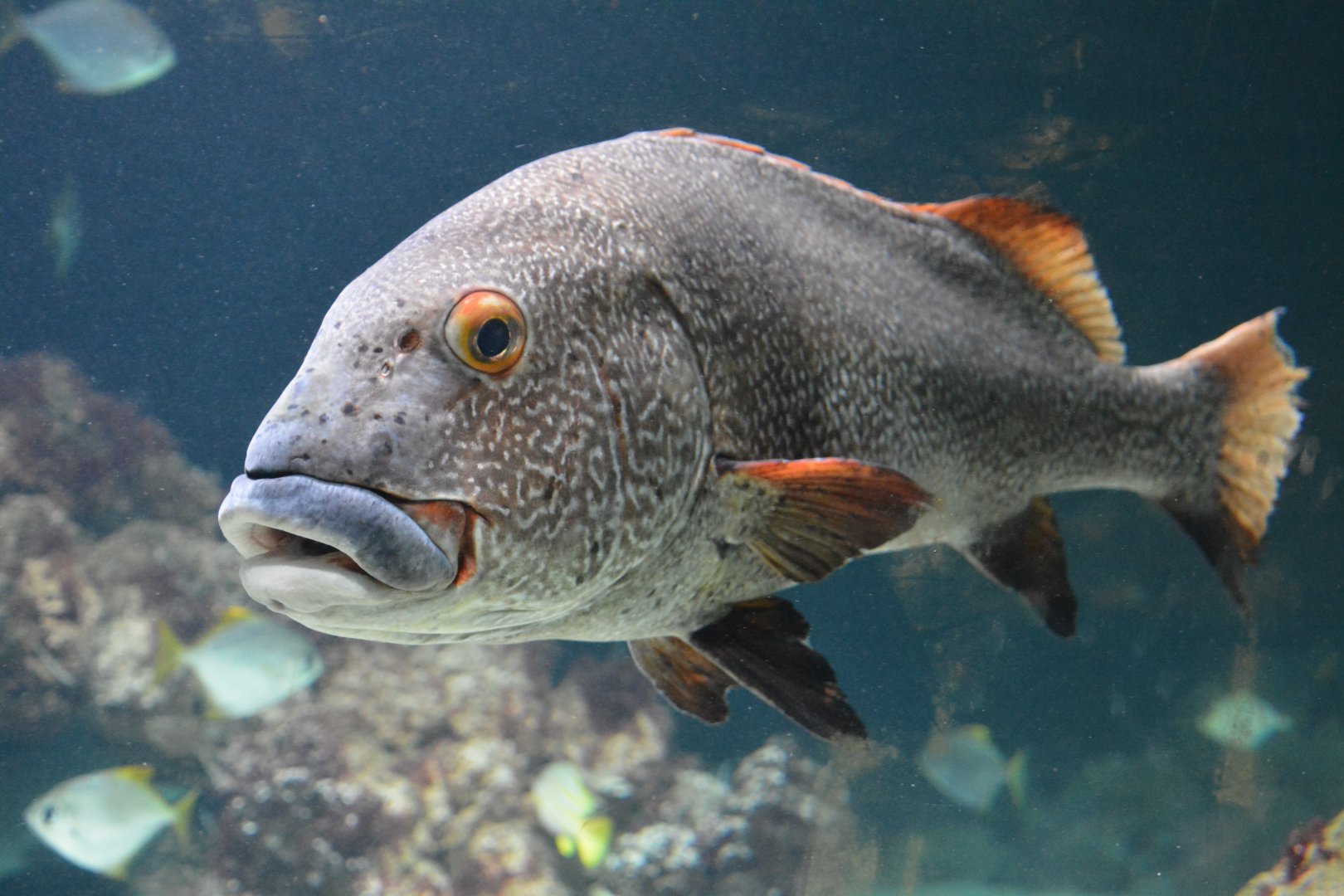 Two-striped sweetlips (Plectorhinchus albovittatus)