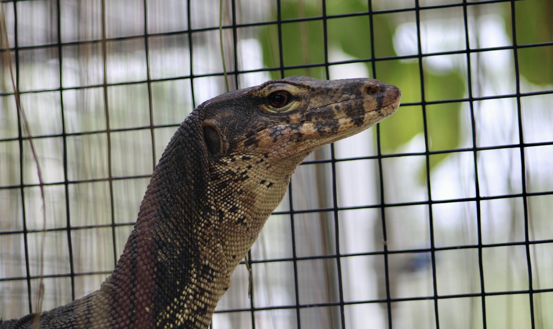 Two-Striped Water Monitor (Varanus salvator bivittatus)