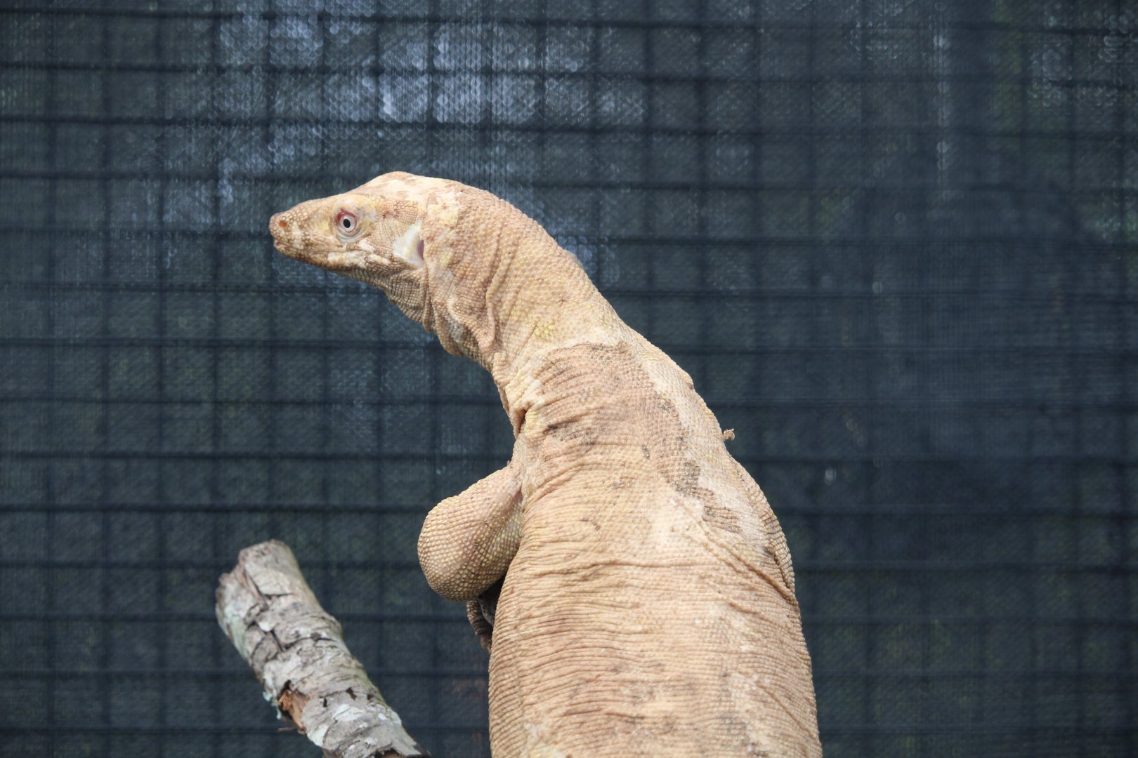 Two-striped Water Monitor