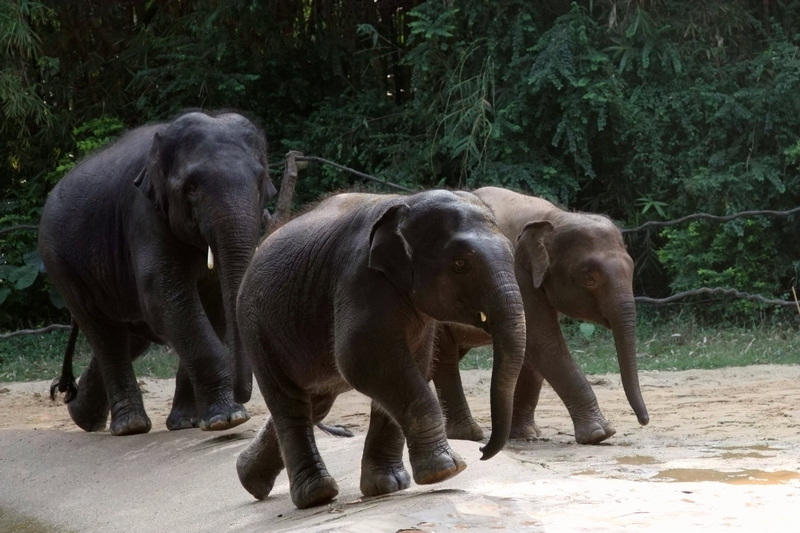 Two subspecies of Asian elephant