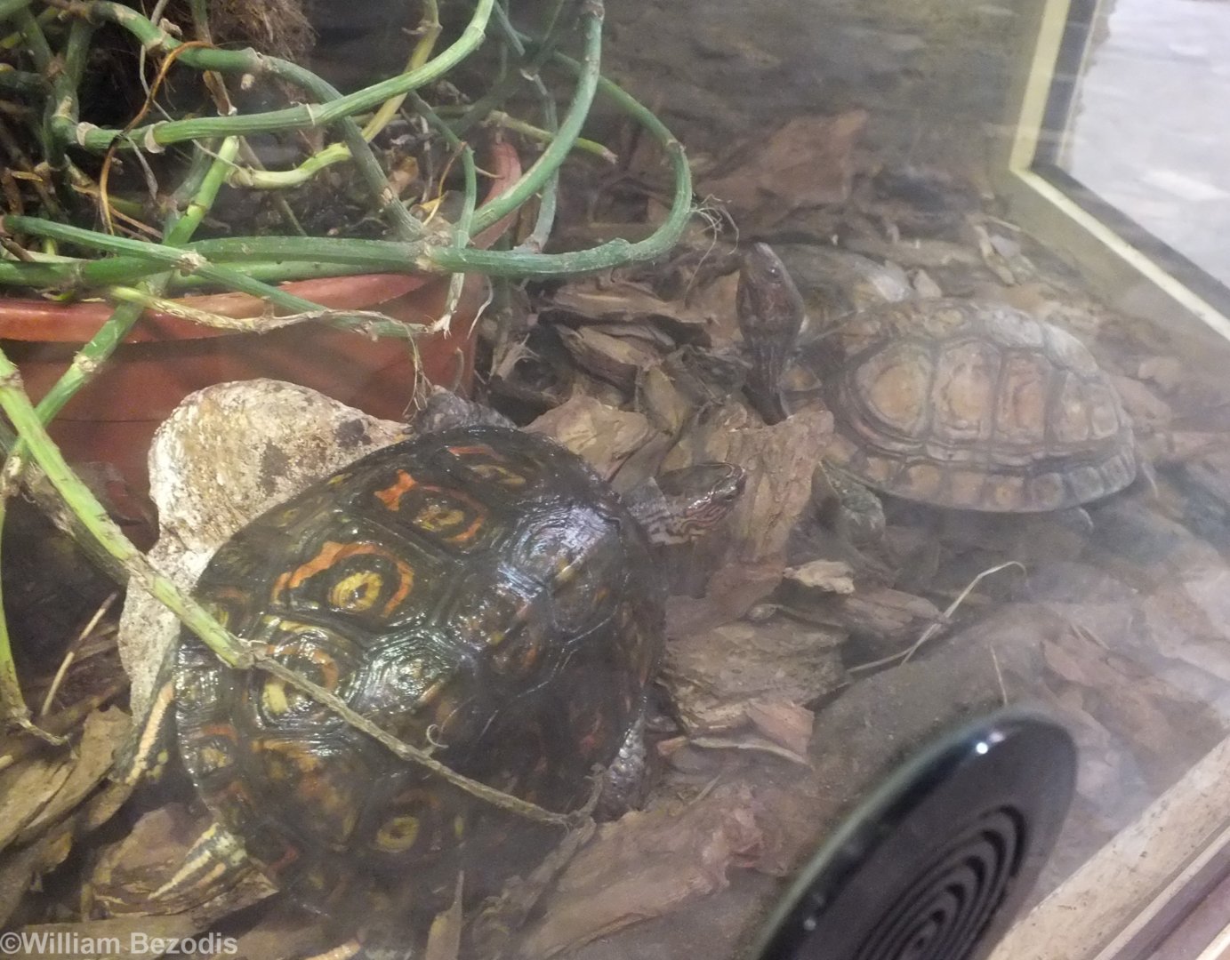 Two Subspecies of Neotropical Painted Wood-turtles Side-by-side - Wroclaw Zoo Terrarium
