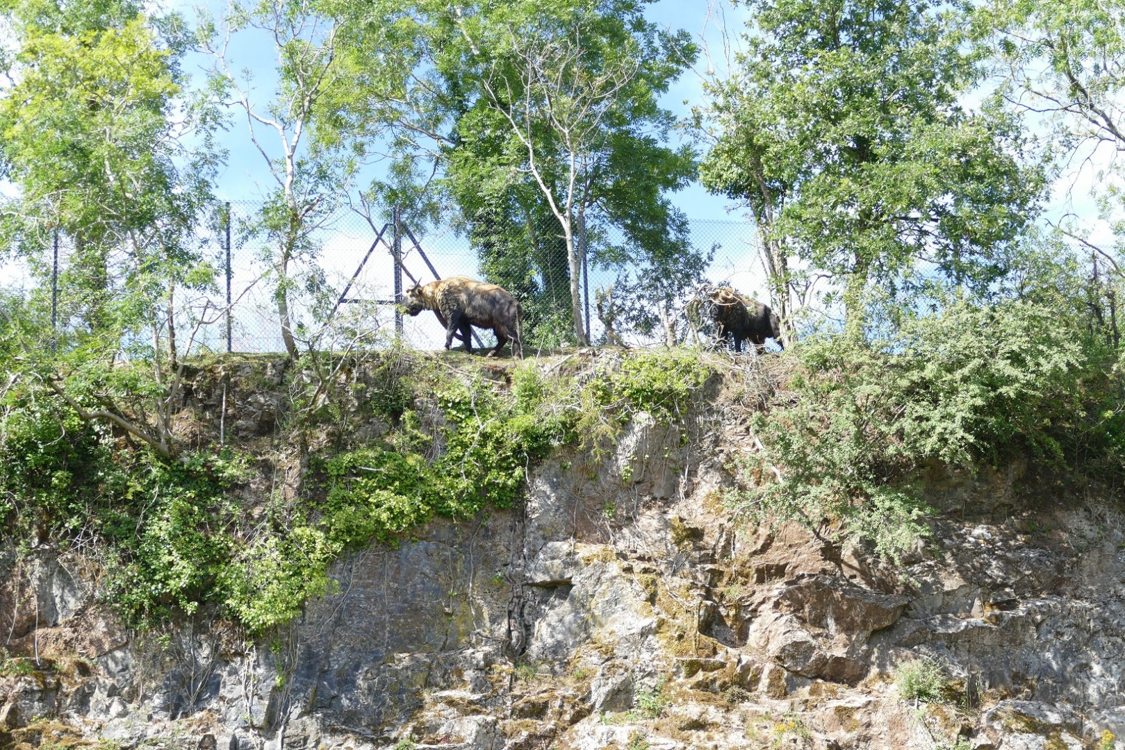 Two Takin at the top, July 2020