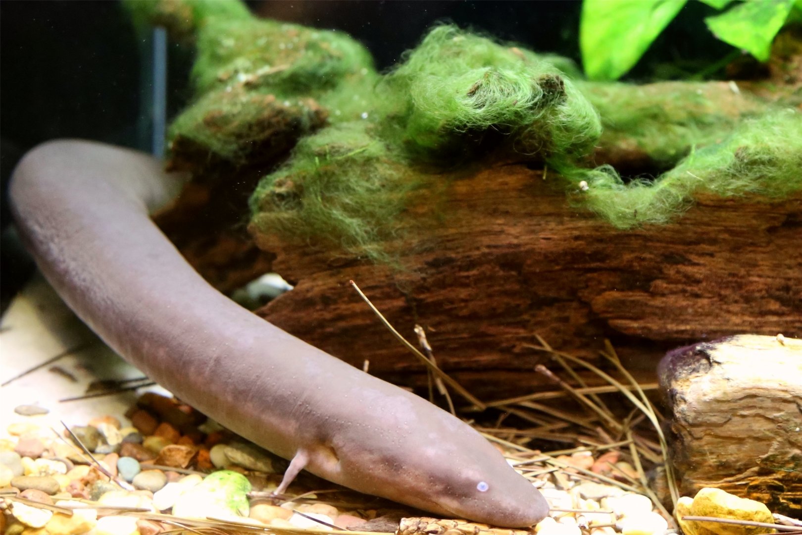 Two-toed Amphiuma (Amphiuma means)