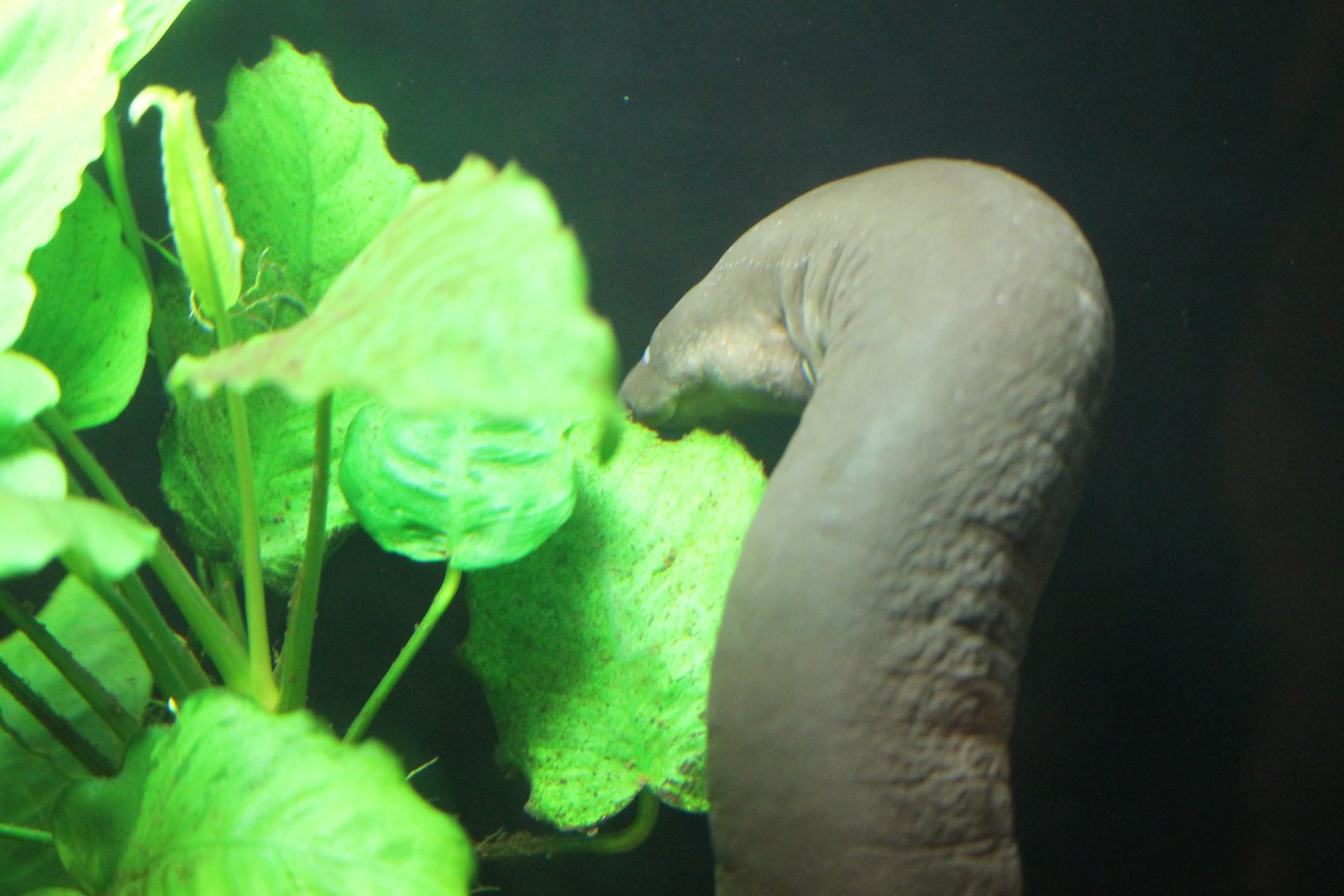 Two-toed amphiuma (Amphiuma means)