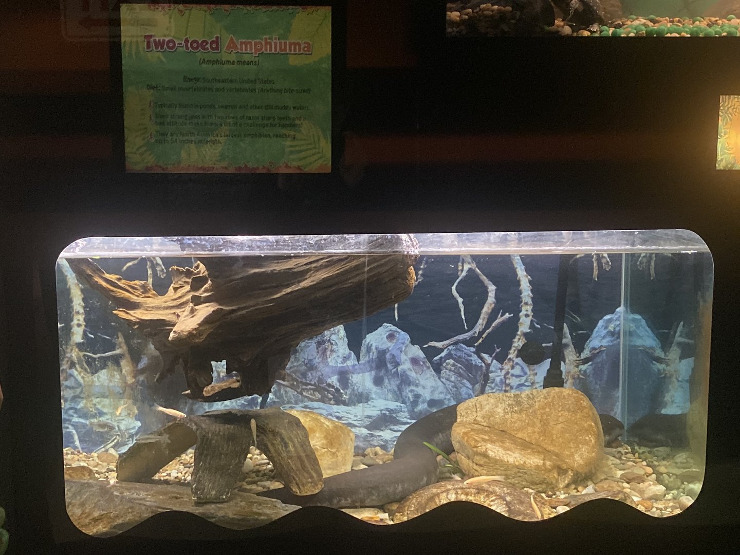 Two-Toed Amphiuma Tank