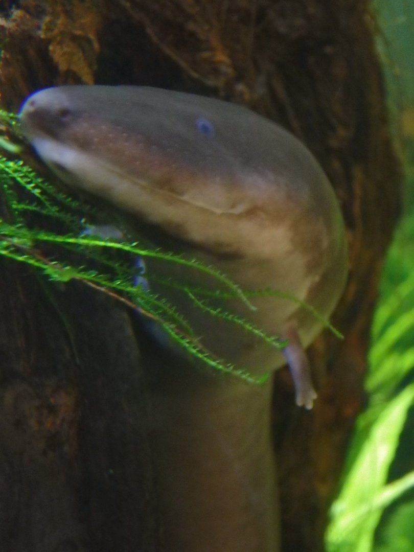 Two-toed amphiuma