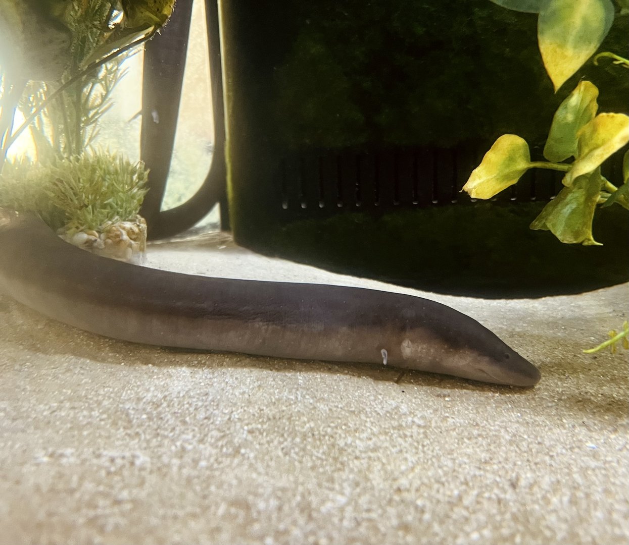 Two-toed Amphiuma