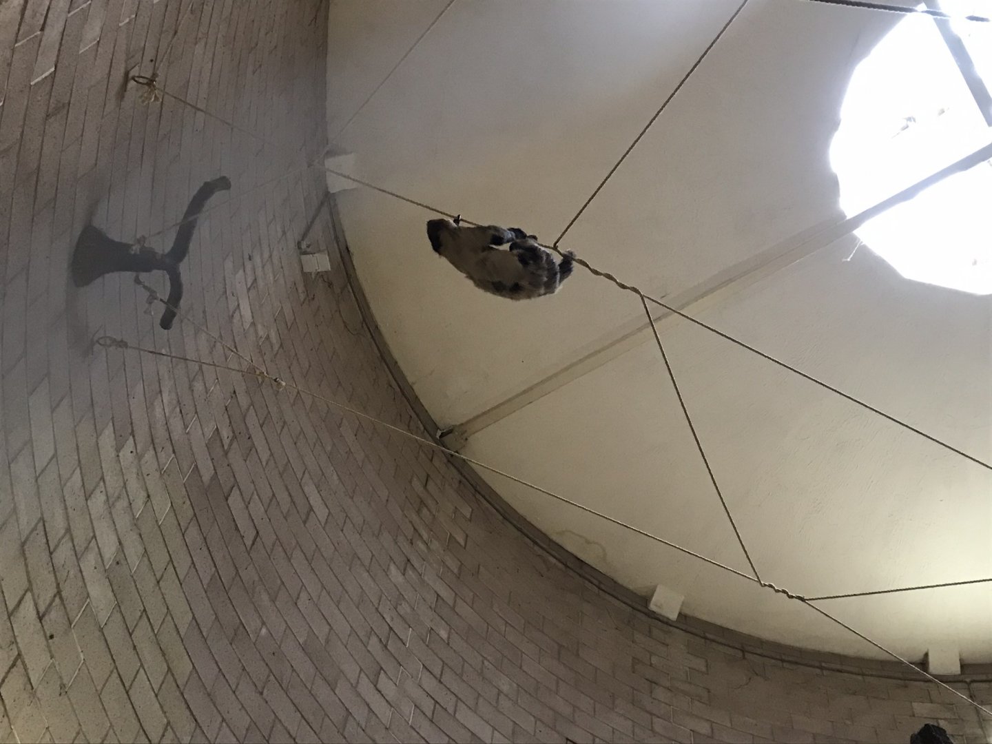 Two toed sloth (2020)