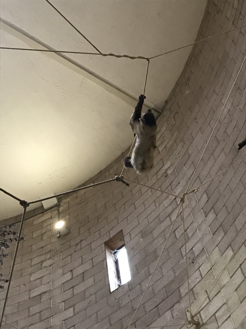 Two toed sloth (2020)