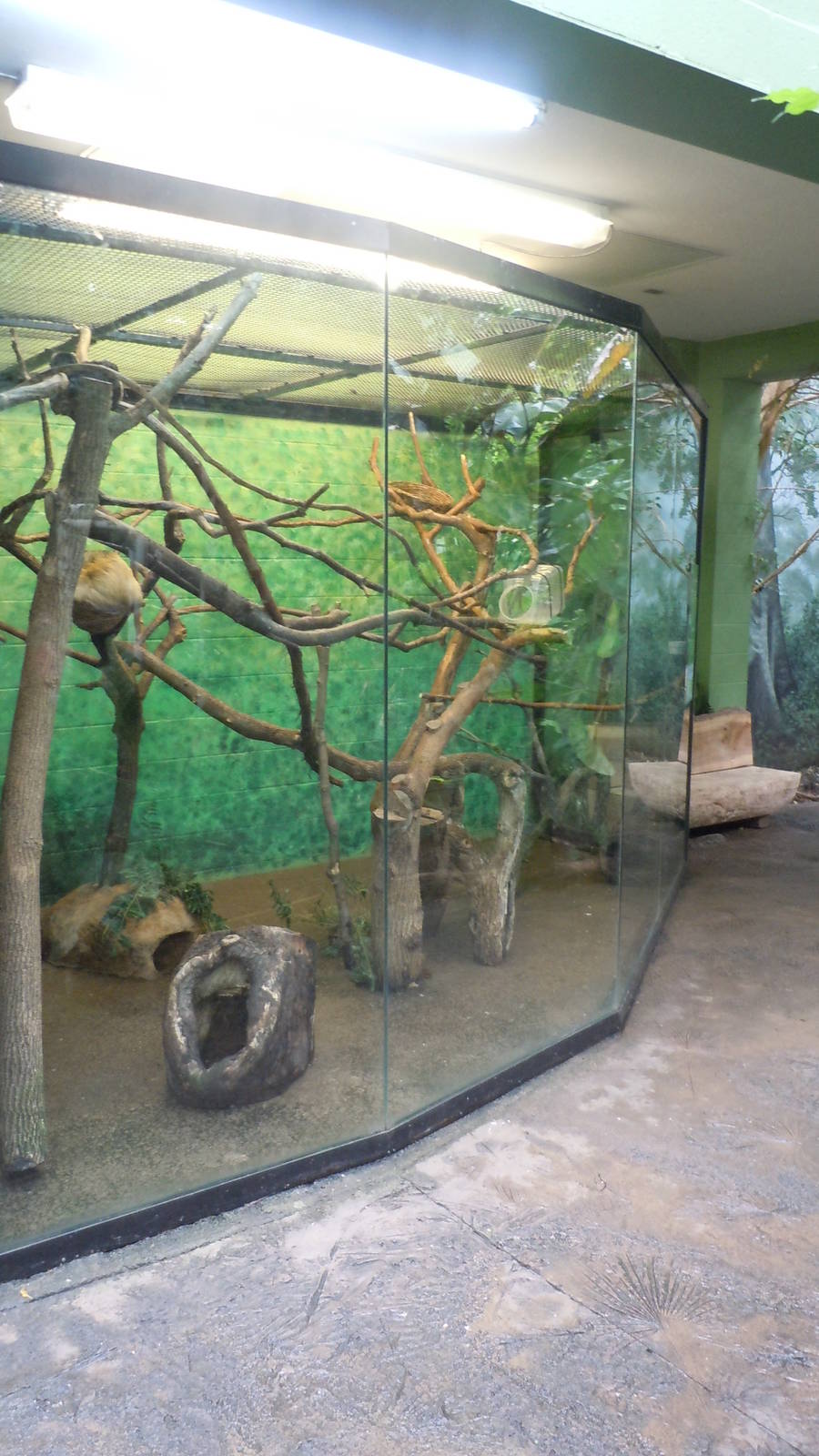 Two-toed sloth and Callimico exhibit