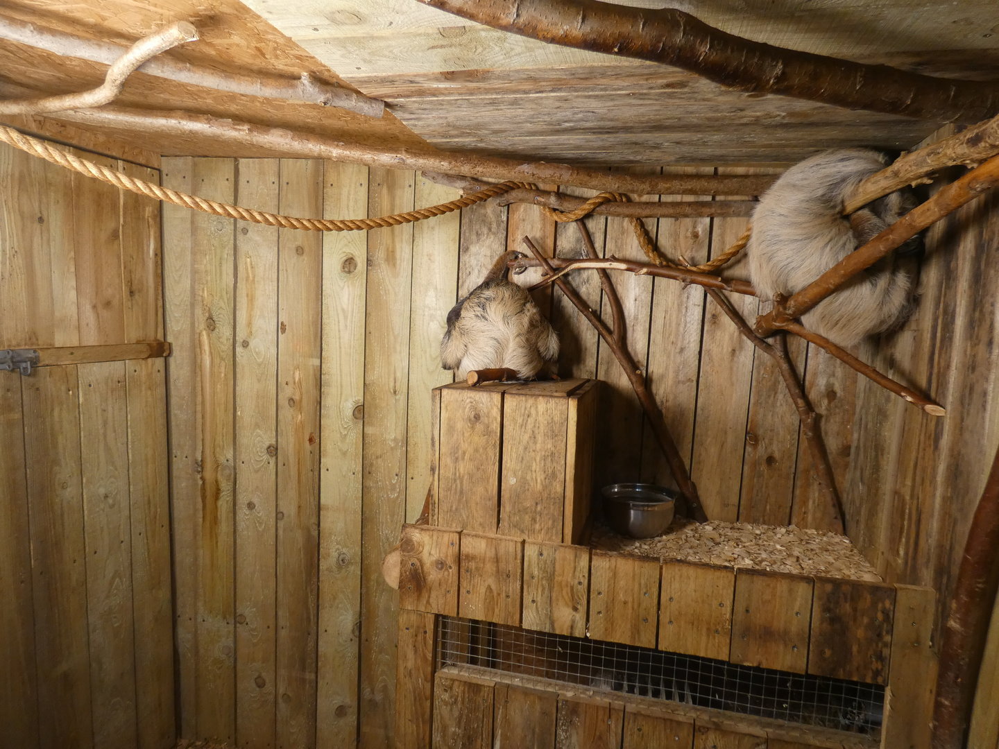 Two-toed sloth and Geoffrey's marmoset enclosure