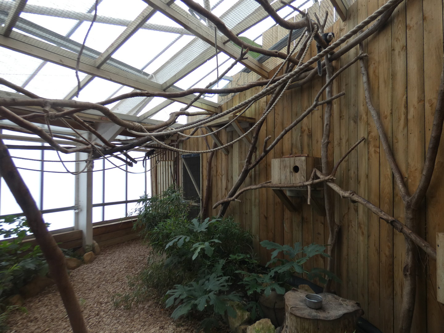 Two-toed sloth and Geoffrey's marmoset enclosure