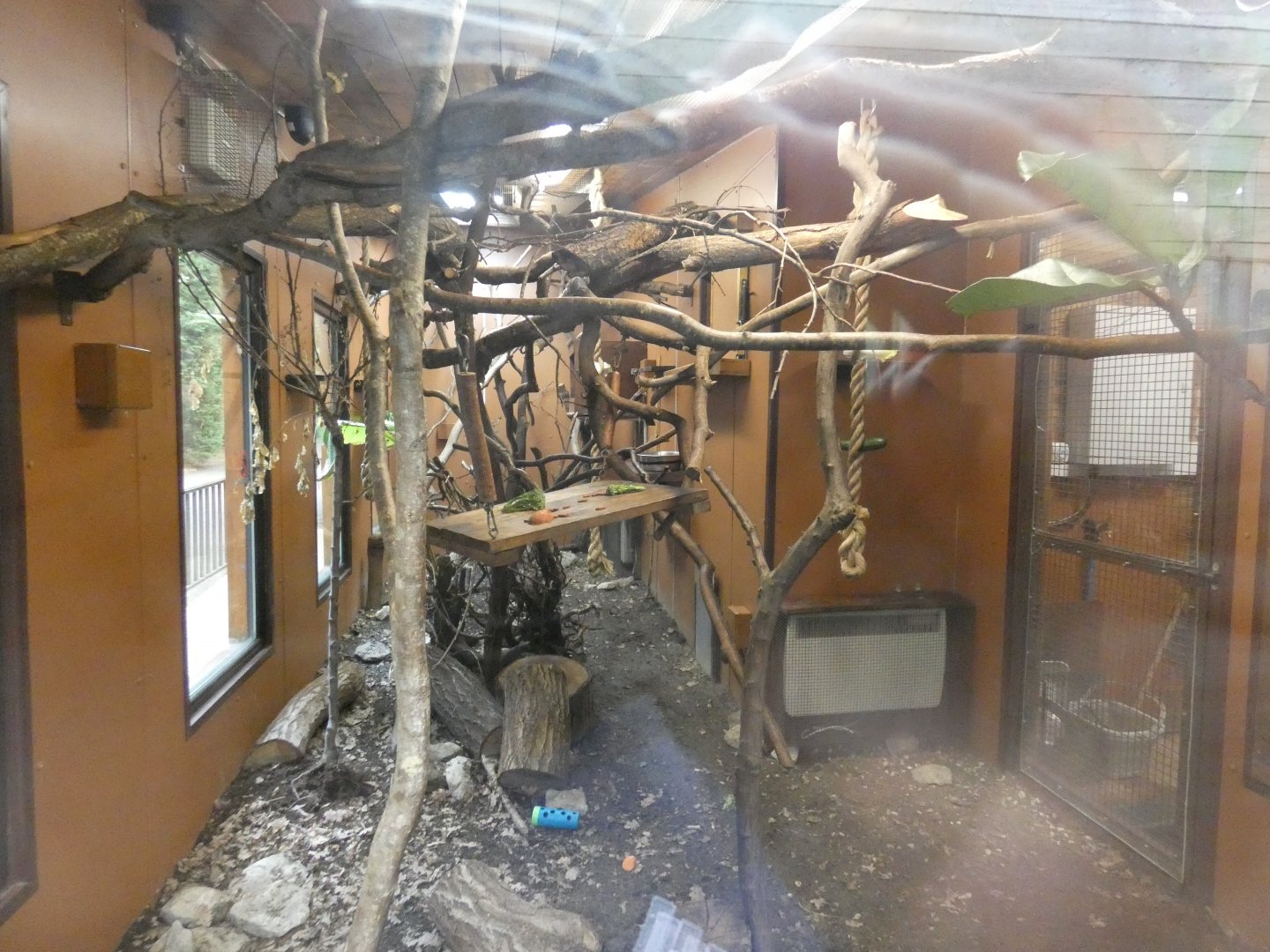 Two-toed sloth and golden-headed lion tamarin enclosure