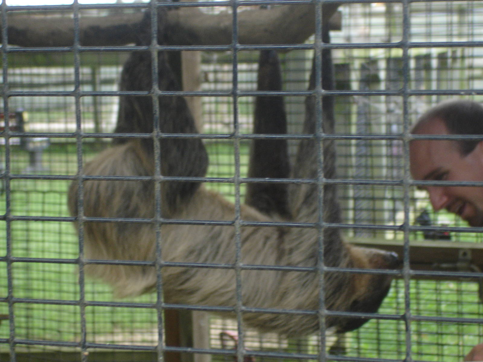 Two-Toed Sloth and keeper
