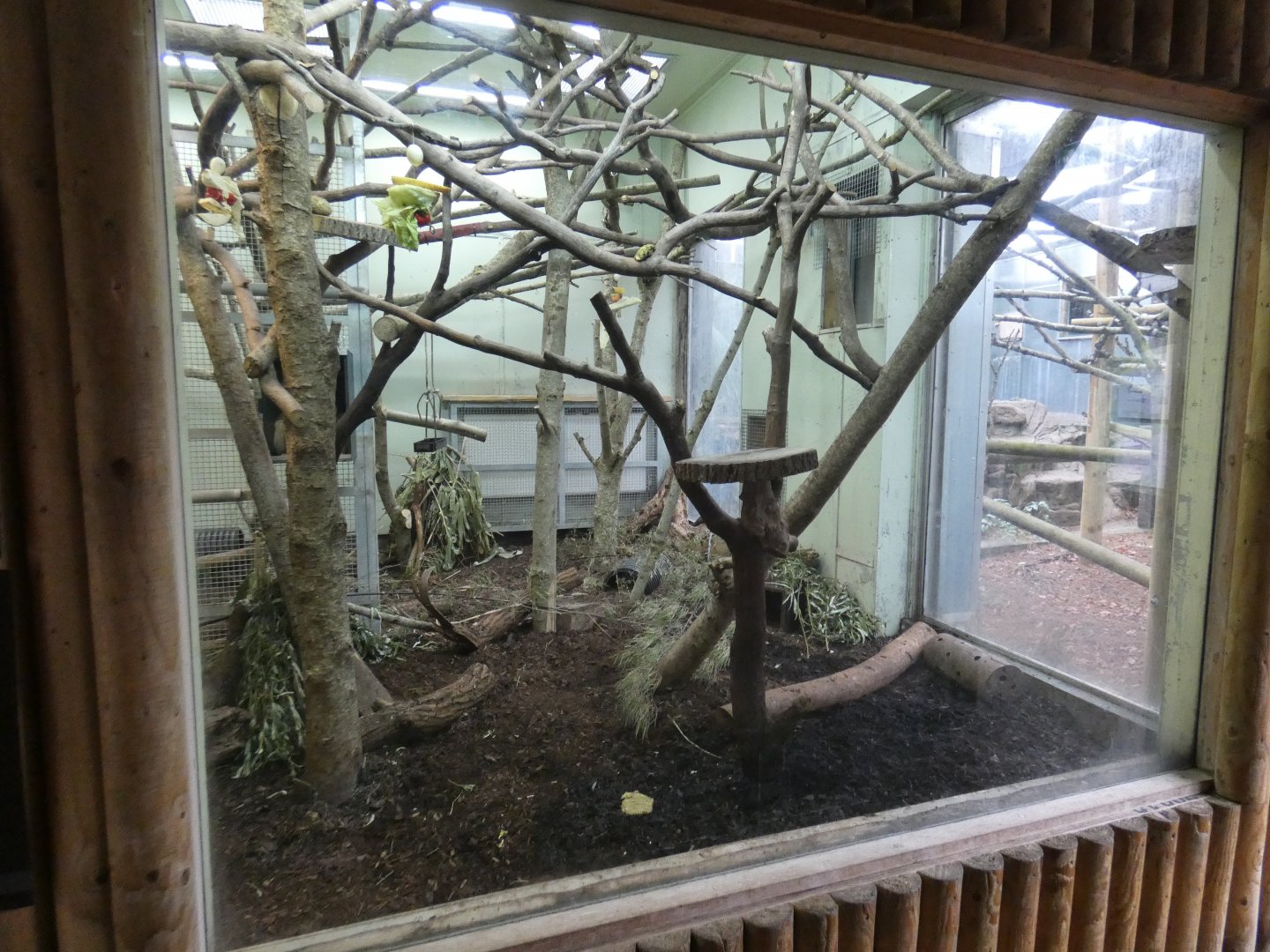 Two-toed sloth and Mouse deer enclosure