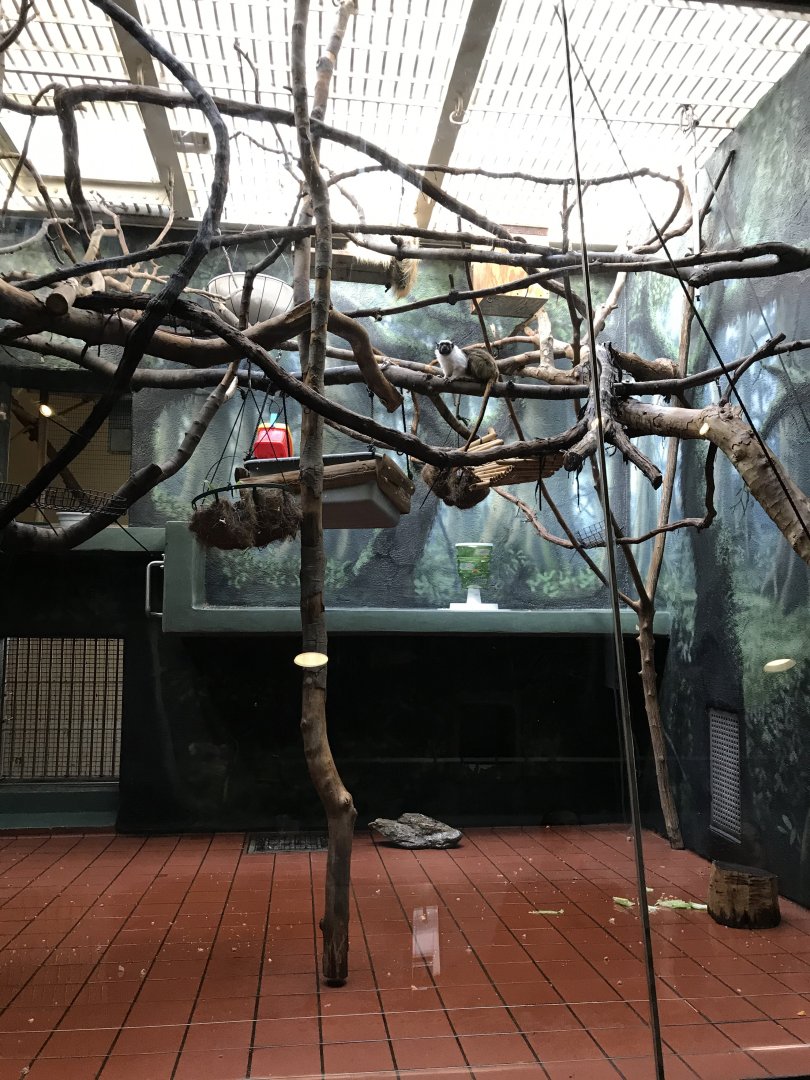 Two toed sloth and pied tamarin