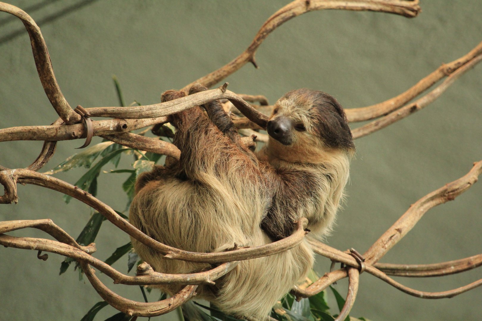 Two-toed Sloth (April 2018)