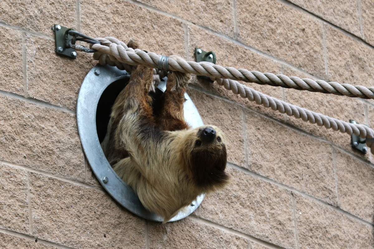 Two-toed Sloth at Chester Zoo 16-Aug-2020