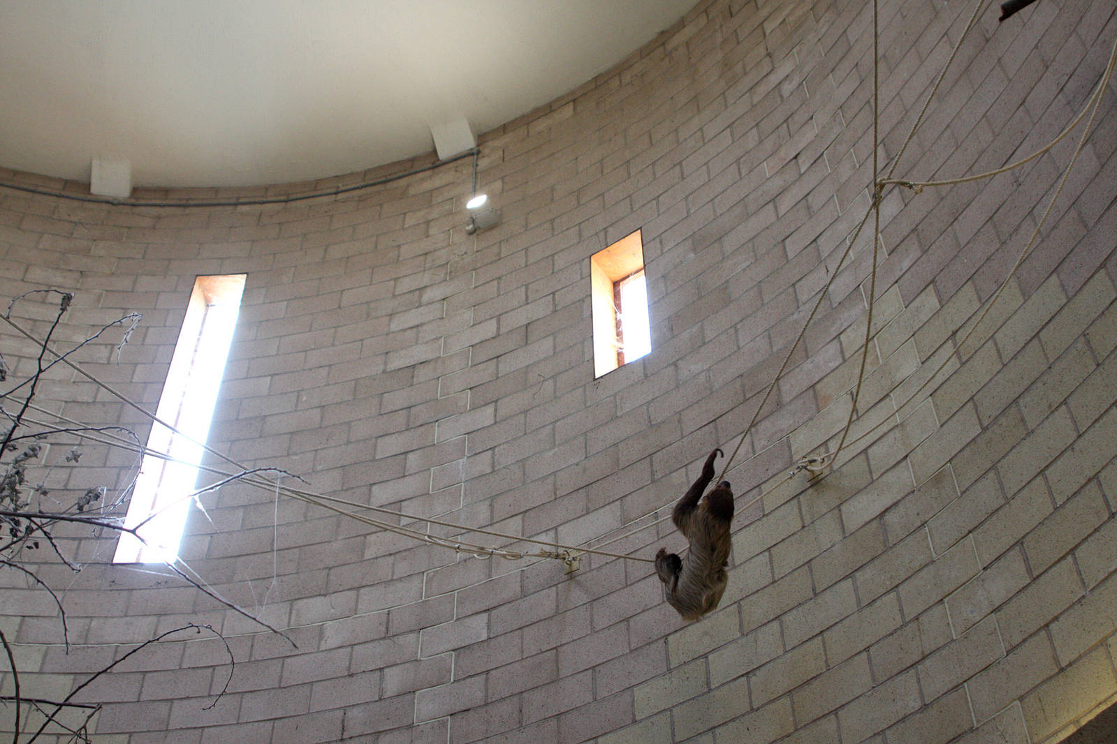 Two-toed Sloth at Chester