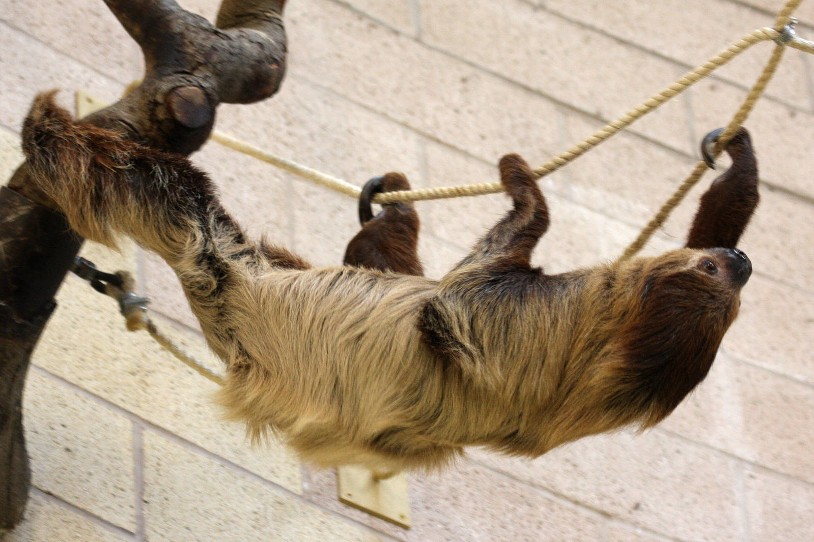 Two-toed Sloth at Chester
