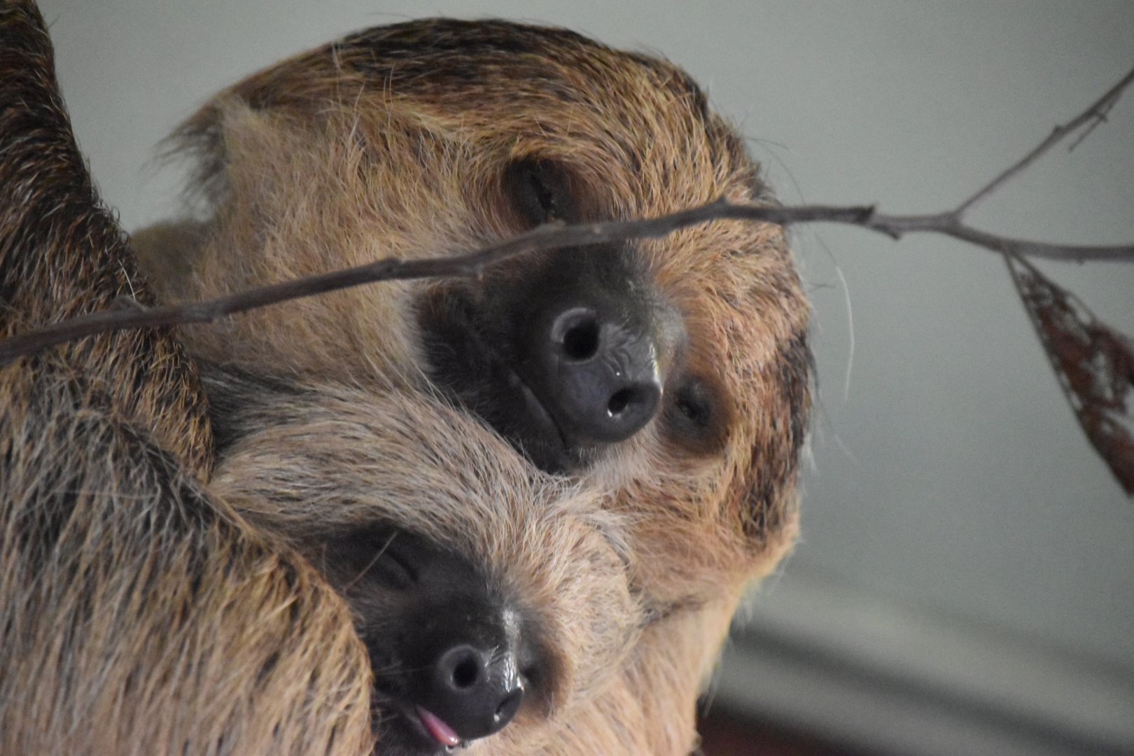 Two toed sloth baby!