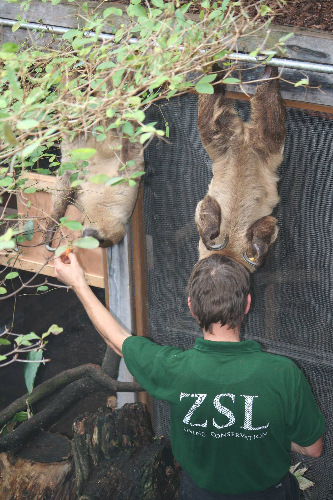 Two-toed sloth being fed