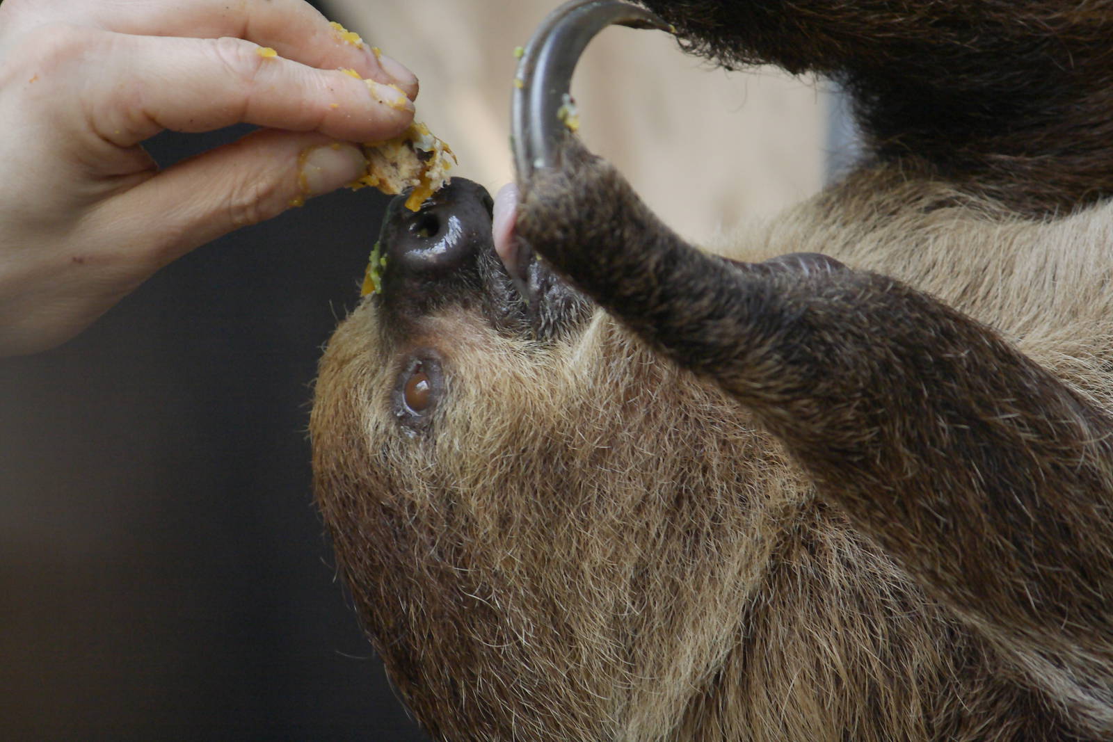Two-toed sloth being fed