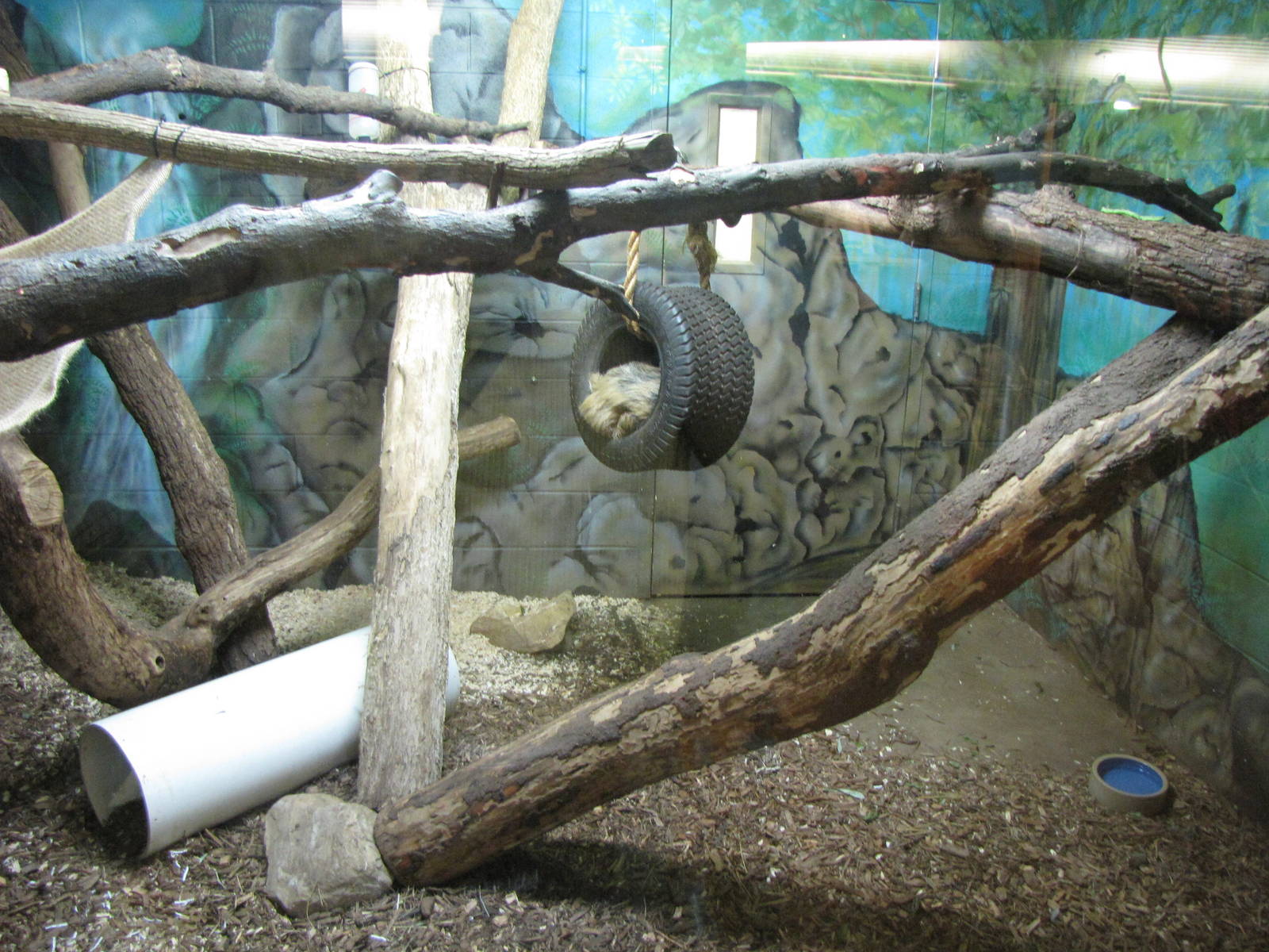 Two-toed Sloth - Children's Zoo