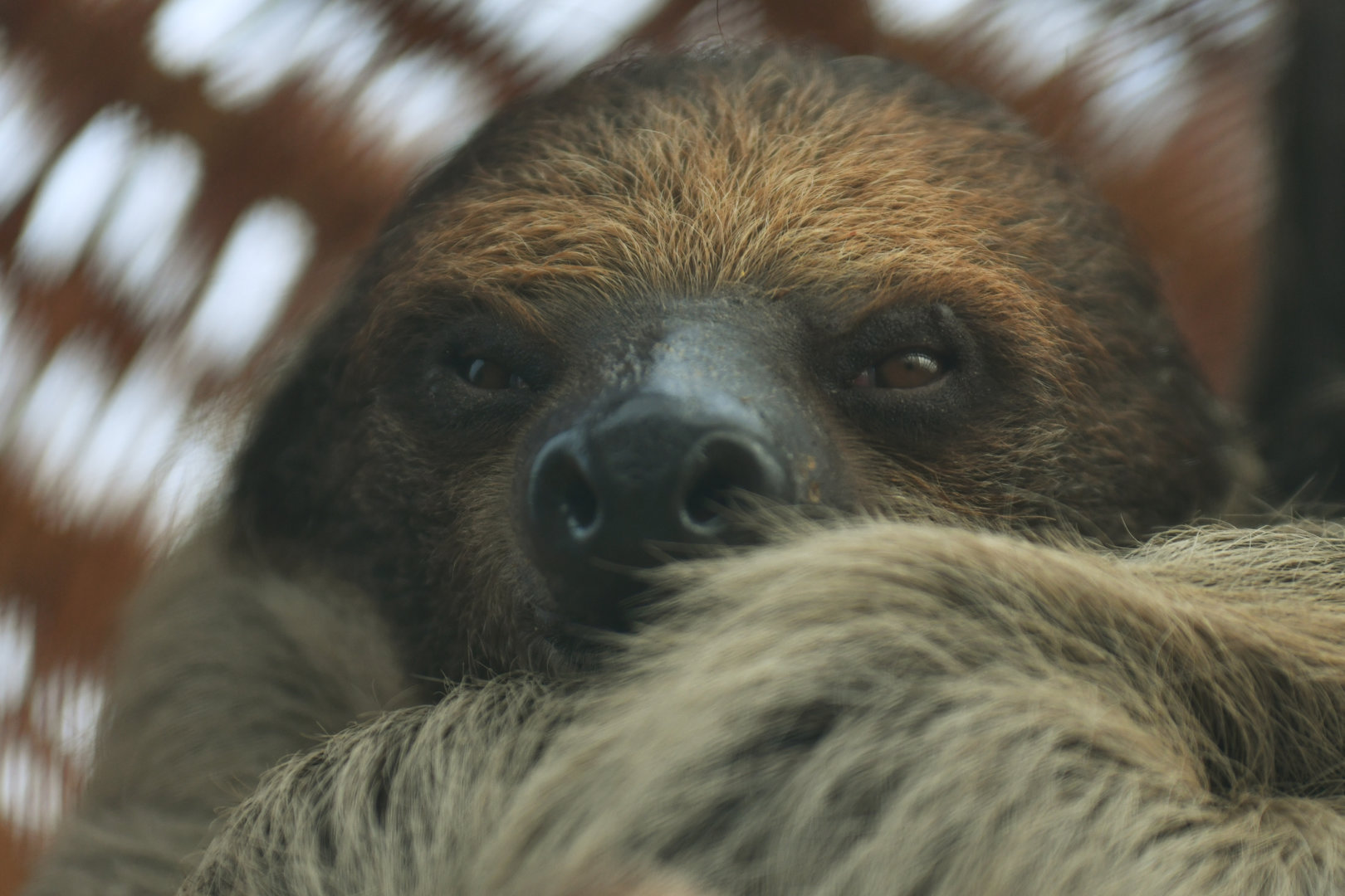 Two-toed sloth (Cholopeus didactylus)
