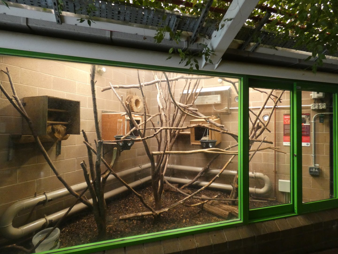 Two-toed sloth enclosure in Gorilla House