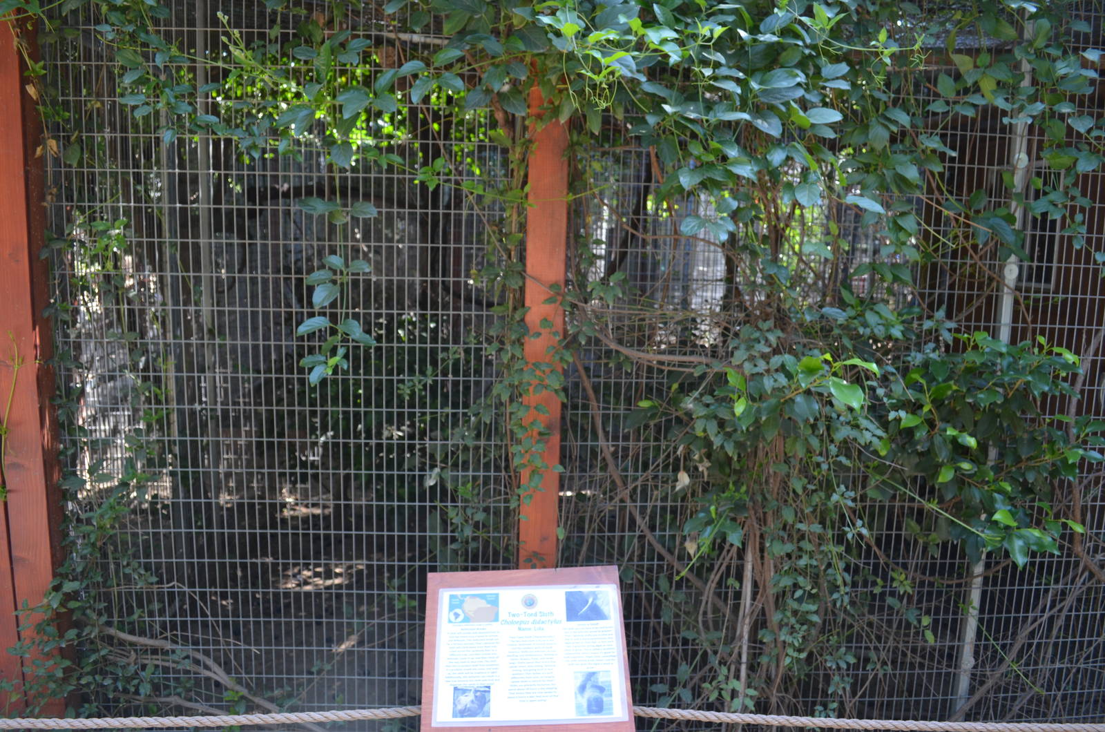 Two-toed Sloth Enclosure