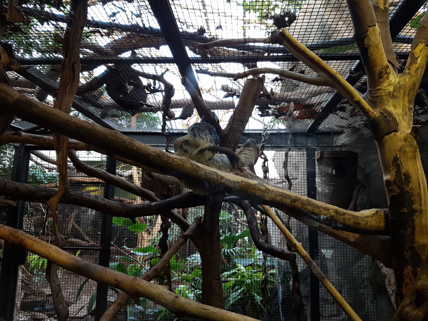 Two-toed sloth enclosure