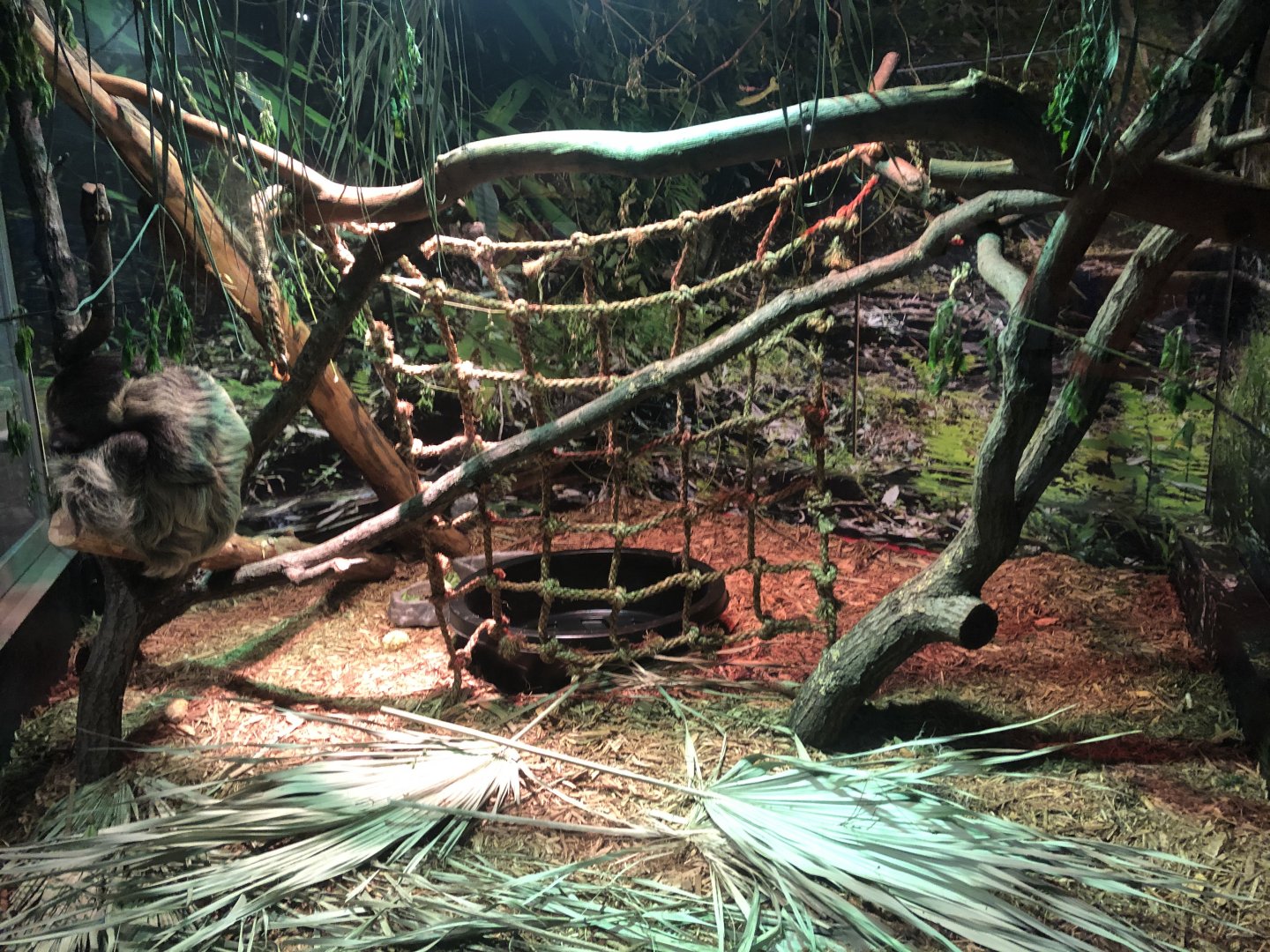 Two-toed sloth enclosure