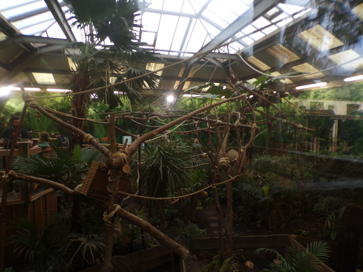 Two toed sloth enclosure